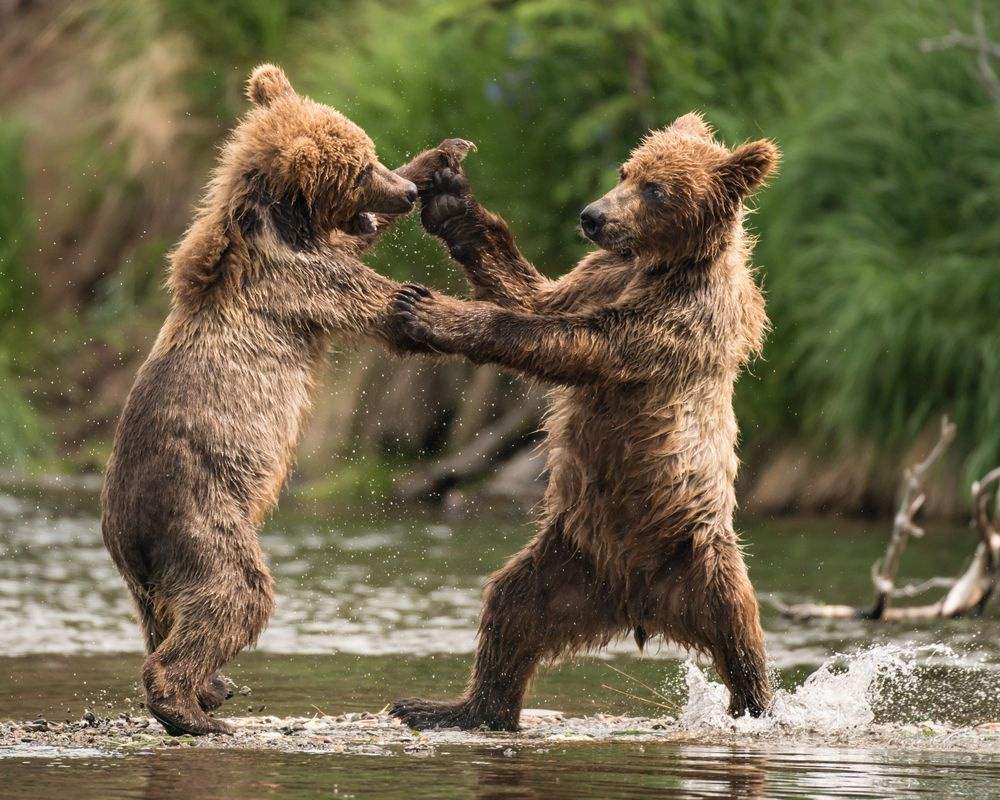 Медведи дерутся