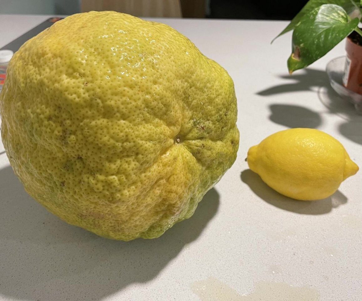 Сорт лимона Пандероза