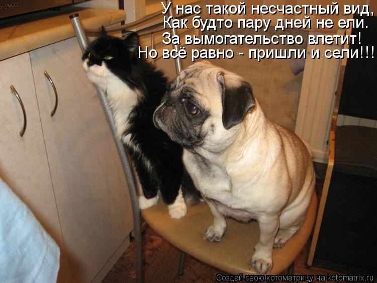 Смешные картинки с собаками и кошками с надписями, фонарики рисунок