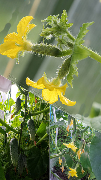 Два секрета стремительного прорастания семян огурцов
http://www.gardening.kittens-world.ru/dva-sekreta-stremitelnogo-prorastaniya-semyan-ogurcov.html
Известно, что перед посадкой для лучшей всхожести семена огурцов хорошо бы замочить. Есть много вариантов, как это сделать и некоторые из них уже были опубликованы на нашем сайте. А сегодня раскроем секрет наших мам и бабушек.
#огурцы, #посадка_огурцов, #как_замочить_семена_огурцов