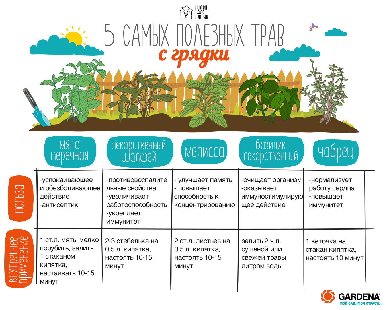 Полезные травы для организма человека