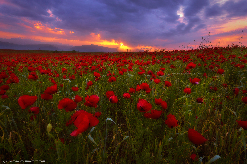 Село маков