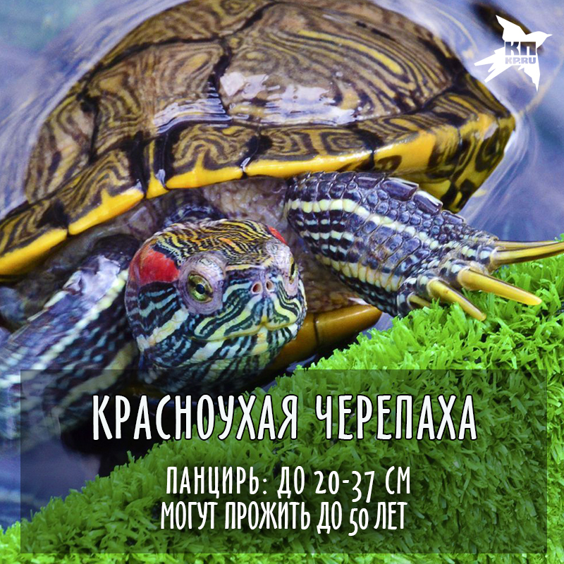 Картинки, день черепахи открытка