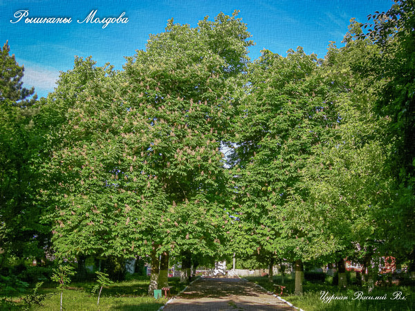 Riscani Moldova. 2011. Городской парк.(TVV)  #Riscani. #Riscani_2011. #Moldova. #Vasilij_TurKan. #NagorjaN.
#Цуркан_Ваcилий_Вл.
#Рышканы_город_Каштанов.