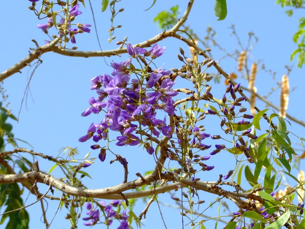 Болюсантус изящный, Африканская глициния  
Bolusanthus speciosus
Семейство: Бобовые / Стручковые / Мотыльковые (Faboideae / Leguminosae / Papilionaceae)
Происхождение: Южная Африка

