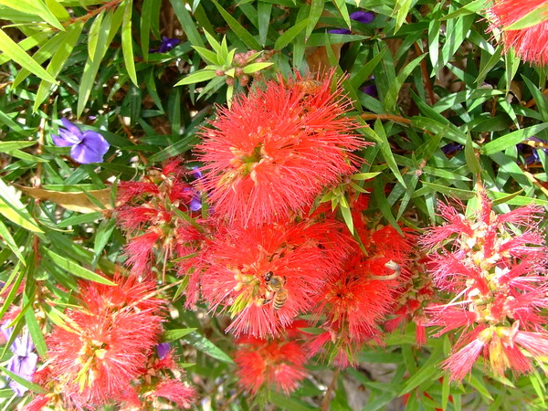 Каллистемон, Красивотычиночник, Краснотычиночник
Callistemon 
Семейство: Миртовые (Myrtaceae) 
Происхождение: Австралия 

Название рода происходит от греческих слов kallos - красивый и stemon - тычинка и связано с тем, что яркие длинные тычинки создают основной эффект во время цветения. 

Немцы считают, что эти цветы похожи на щетки для чистки каминов. 
Англичанам они напоминали ершики для ламповых стекол. 
Курильщики видели щеточки для чистки трубок 

Прижилось же название Crimson Bottlebrush - где Crimson - темно- красный, а Bottlebrush - ёршик для чистки бутылок.

