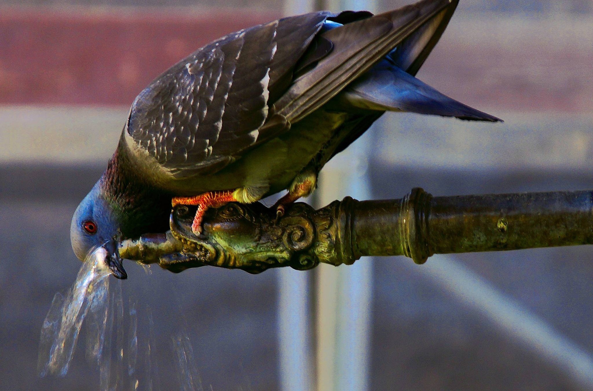 Птица гудит. Птица пьет. Птицы пьют воду. Голубь пьет. Водяной голубь.